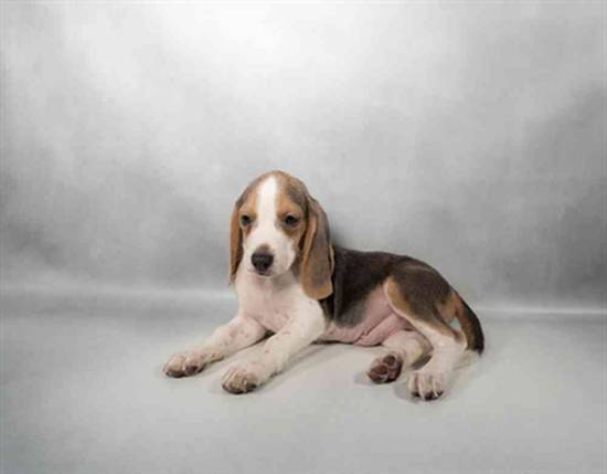 Beagle