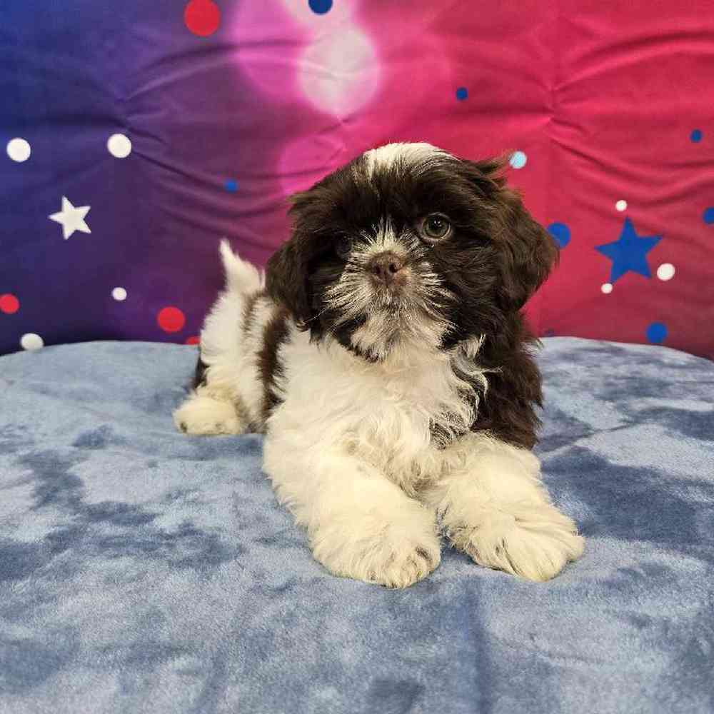 Male Shih Tzu Puppy for Sale in Virginia Beach, VA