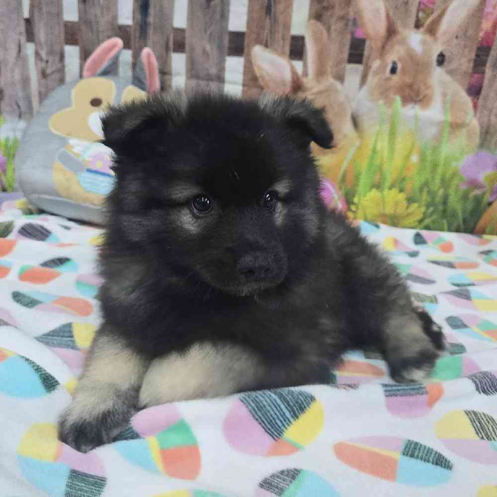 Male Keeshond Puppy for Sale in Virginia Beach, VA