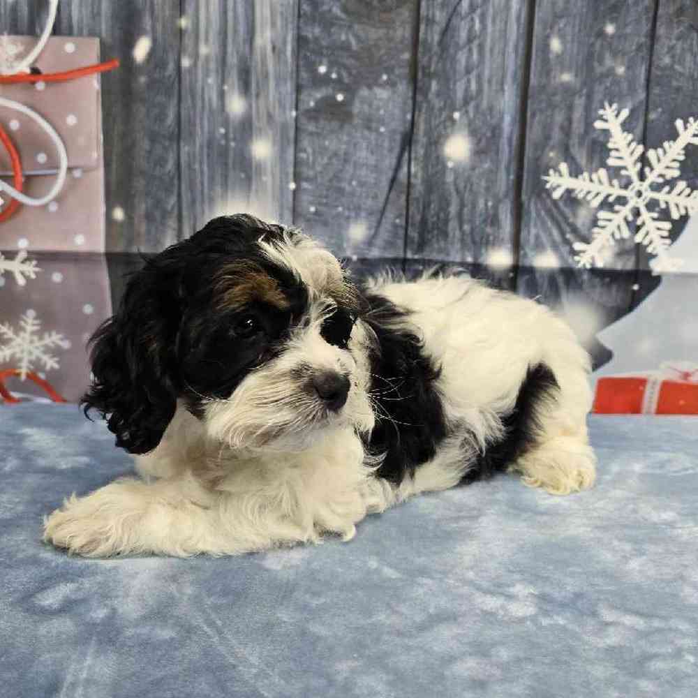 Female Cockapoo Puppy for Sale in Virginia Beach, VA