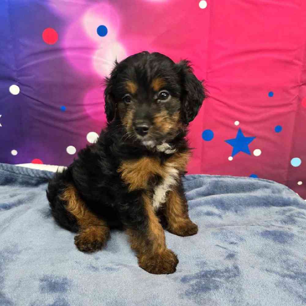 Male Mini Aussiedoodle Puppy for Sale in Virginia Beach, VA