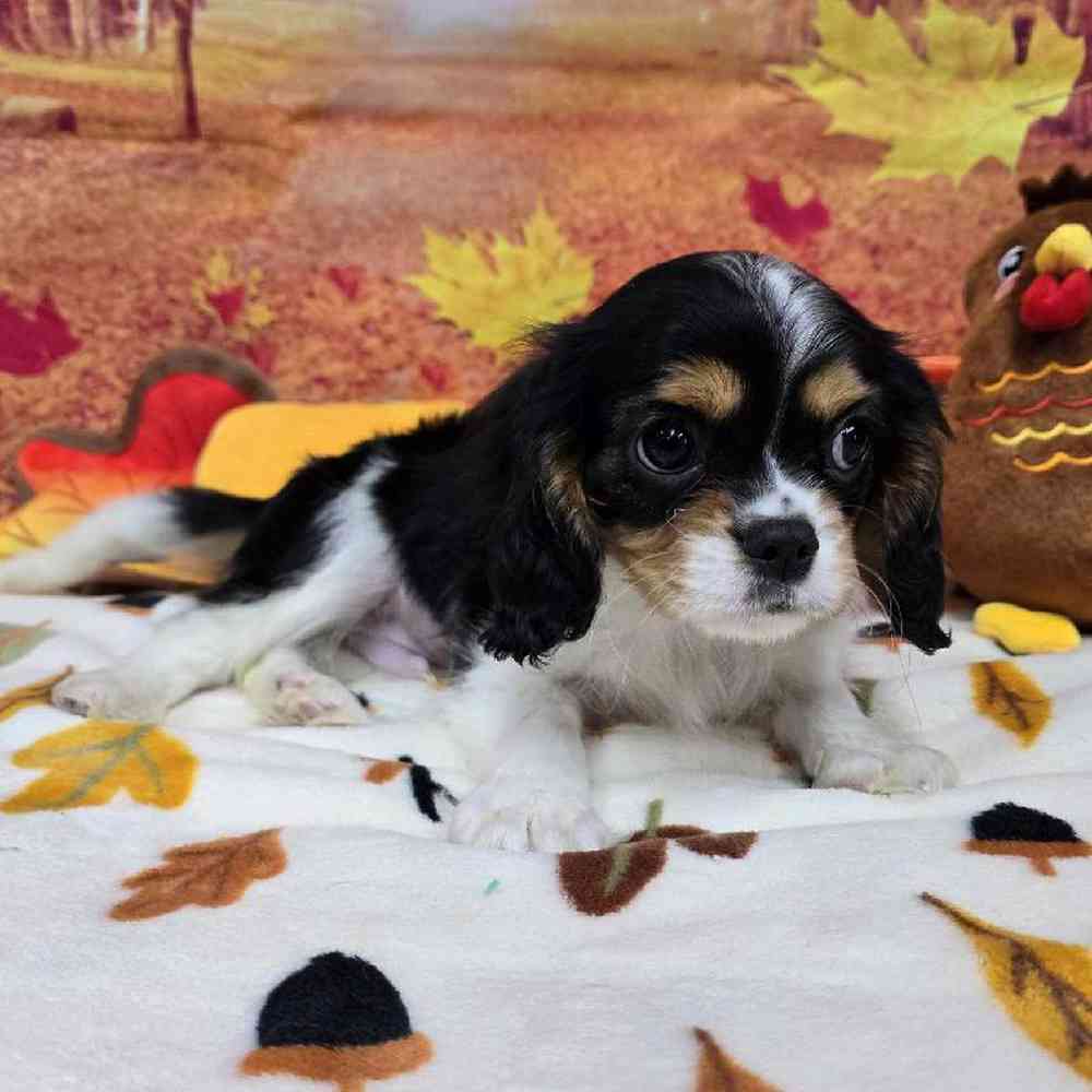 Male Cavalier King Charles Spaniel Puppy for Sale in Virginia Beach, VA