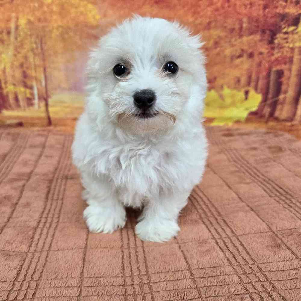 Female Maltese Puppy for Sale in Virginia Beach, VA