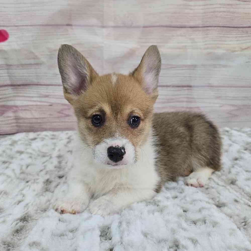 Female Pembroke Welsh Corgi Puppy for Sale in Virginia Beach, VA