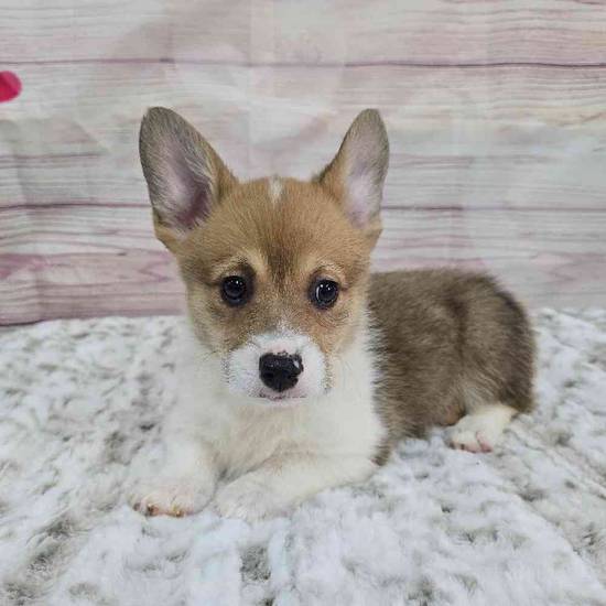 Pembroke Welsh Corgi
