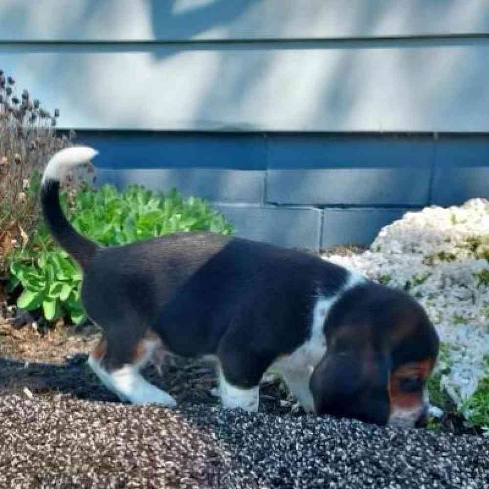Male Beagle Puppy for Sale in Virginia Beach, VA