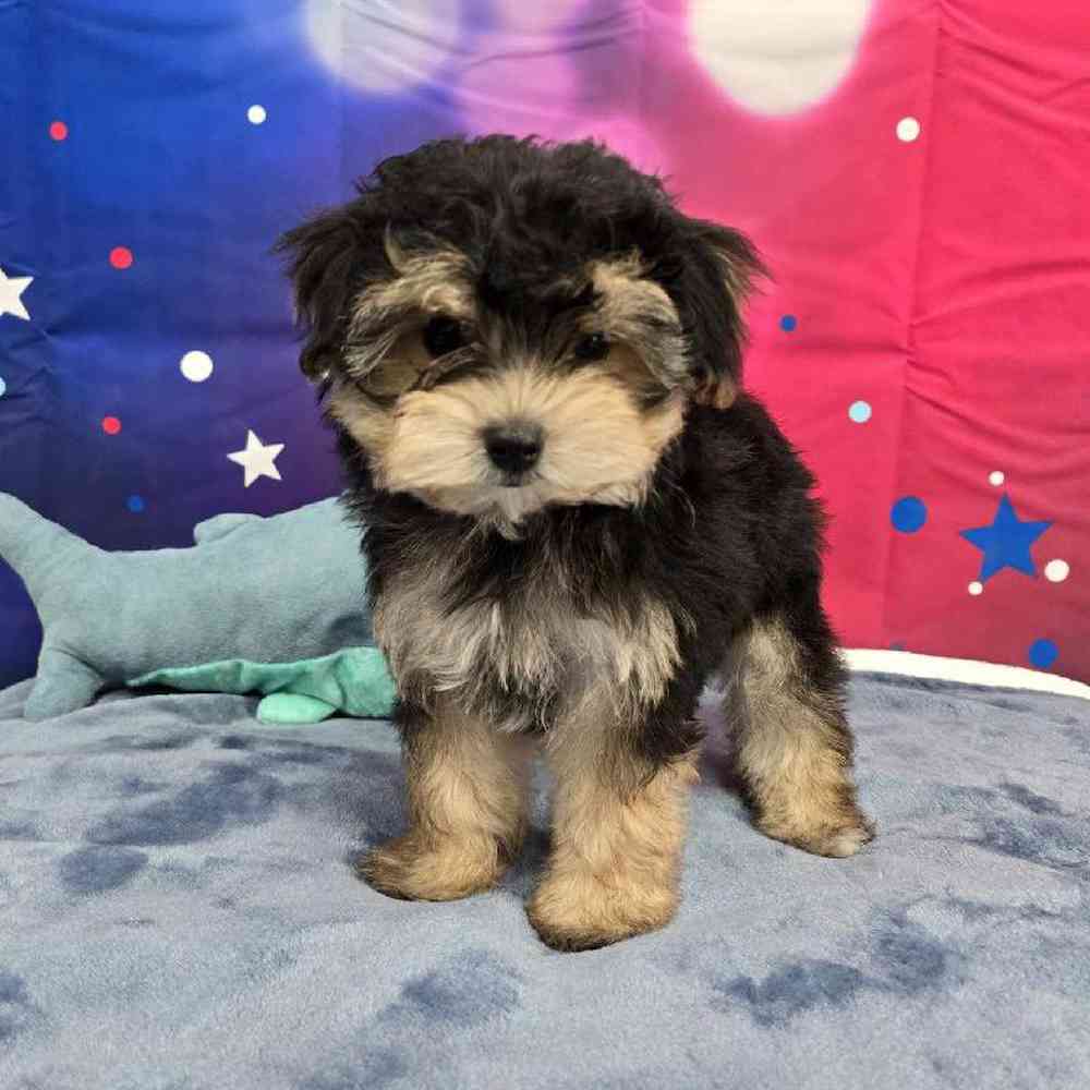 Male Morkie Puppy for Sale in Virginia Beach, VA