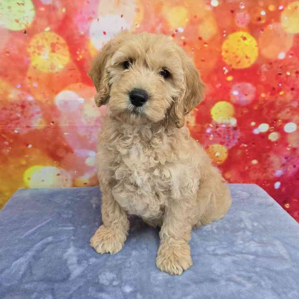 Male Moyen Poodle-Golden Retriever Puppy for Sale in Virginia Beach, VA