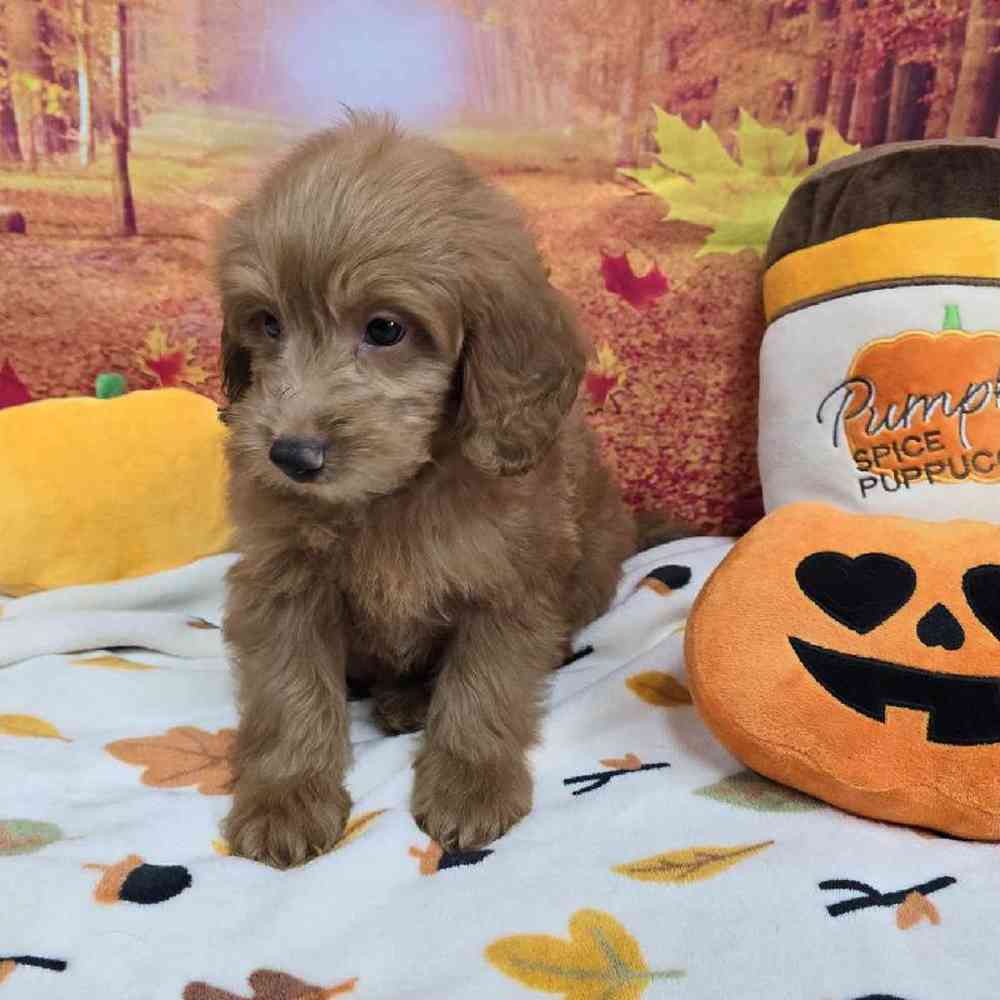 Male Mini Goldendoodle Puppy for Sale in Virginia Beach, VA