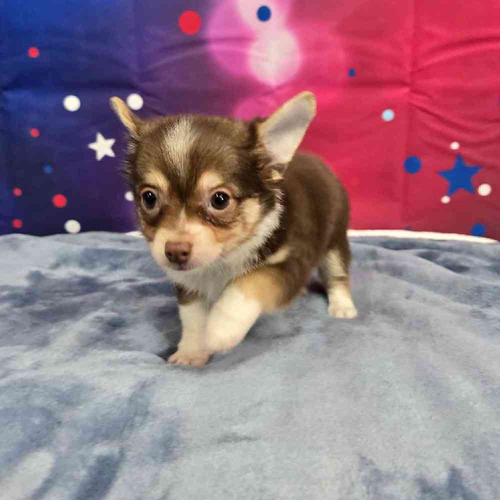 Male Chihuahua Puppy for Sale in Virginia Beach, VA