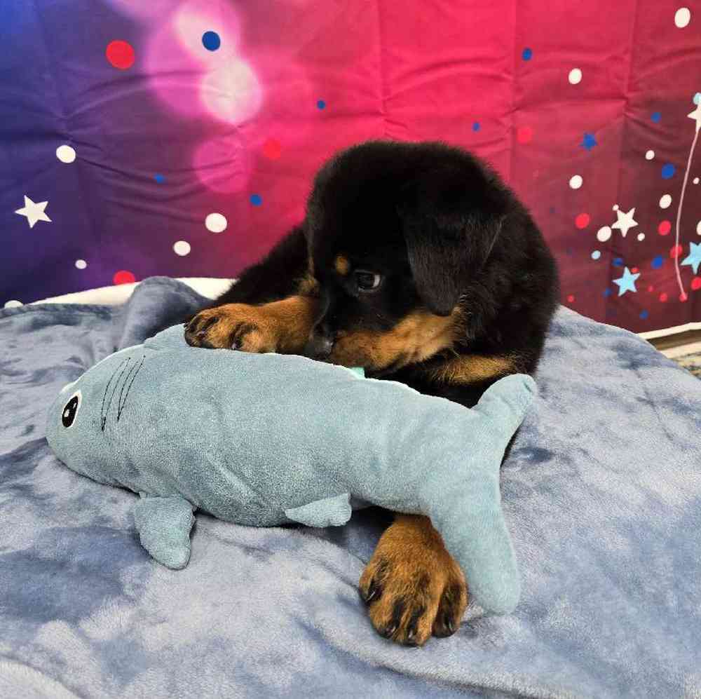 Male Rottweiler Puppy for Sale in Virginia Beach, VA