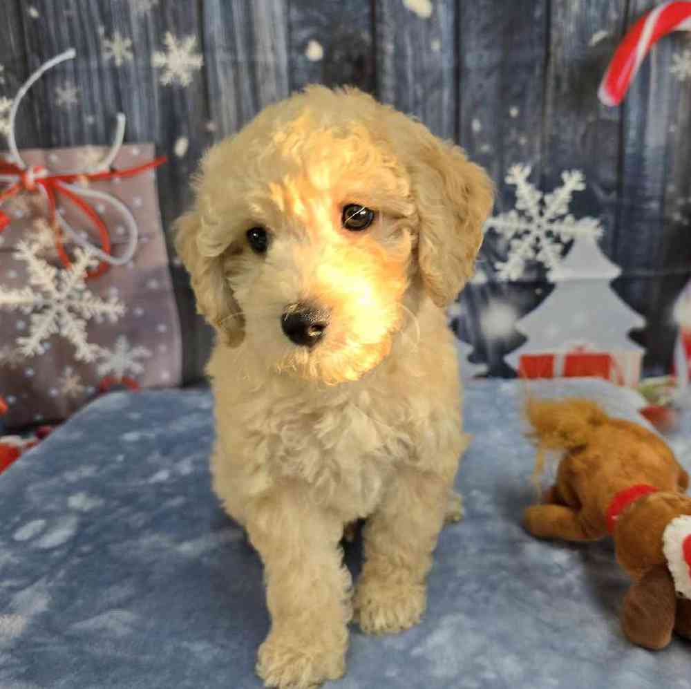 Male Mini Goldendoodle Puppy for Sale in Virginia Beach, VA