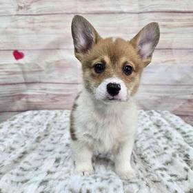 Pembroke Welsh Corgi