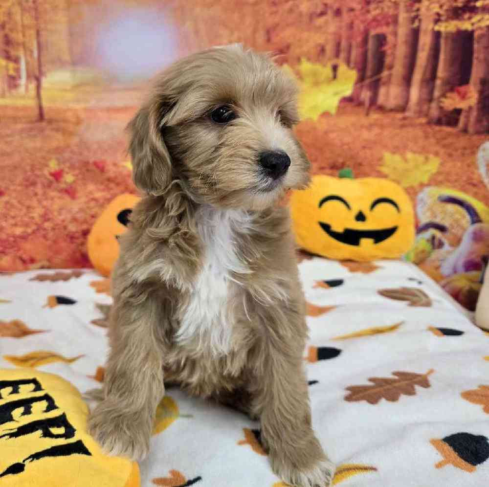 Female Mini Goldendoodle Puppy for Sale in Virginia Beach, VA