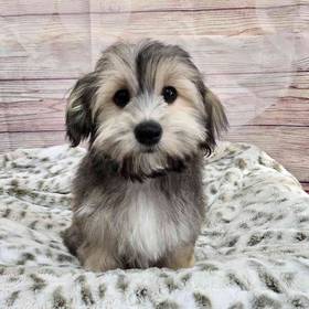 Havanese