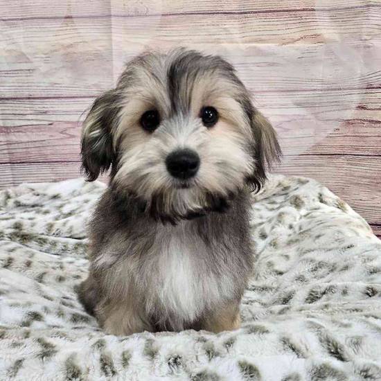 Havanese