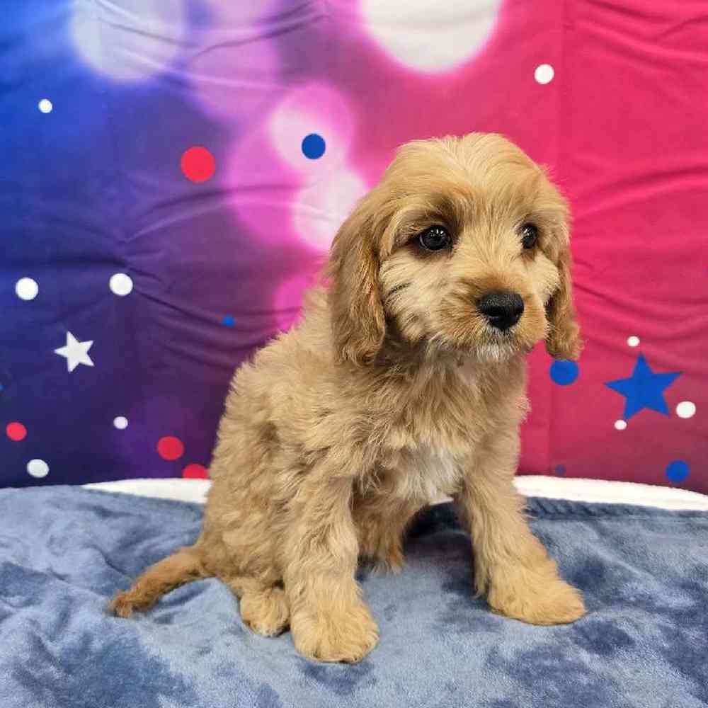 Male Cavapoo Puppy for Sale in Virginia Beach, VA