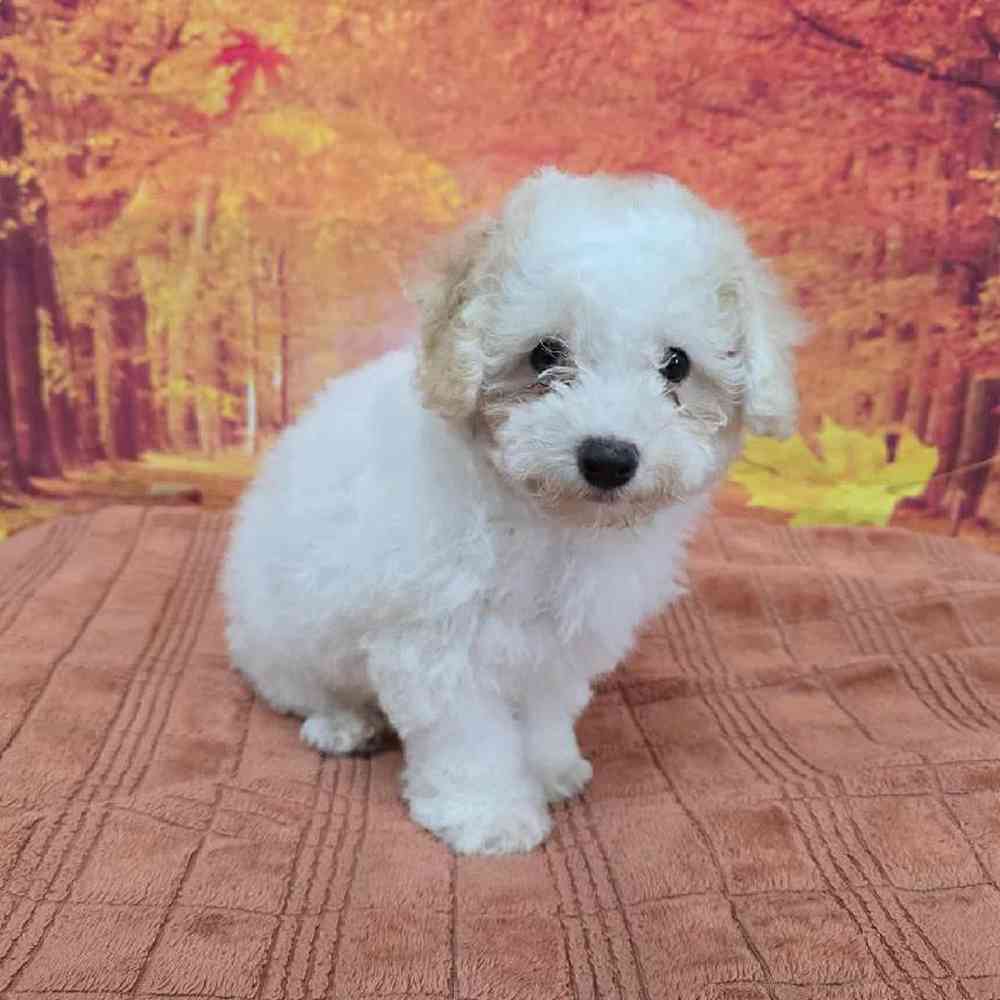 Male Mini Poodle Puppy for Sale in Virginia Beach, VA