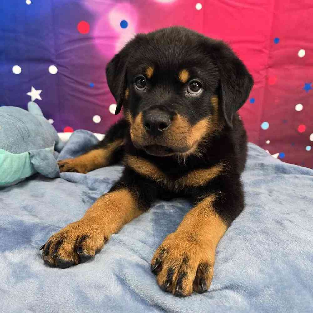 Male Rottweiler Puppy for Sale in Virginia Beach, VA