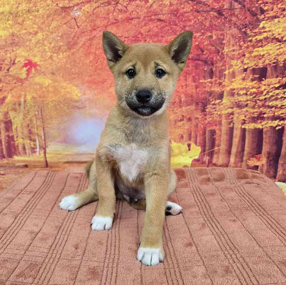 Male Shiba Inu Puppy for Sale in Virginia Beach, VA