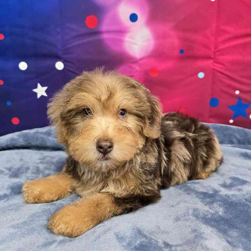 Male Yorkie-Poo Puppy for Sale in Virginia Beach, VA