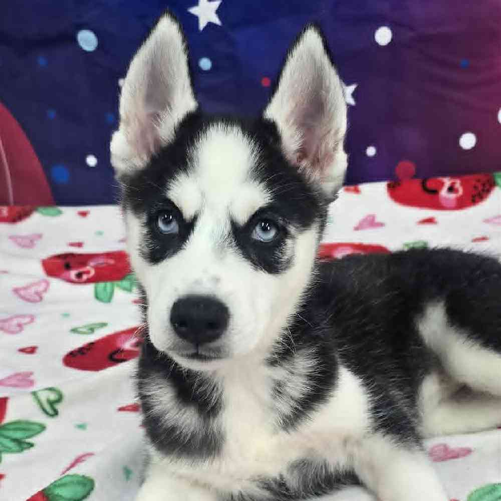 Female Siberian Husky Puppy for Sale in Virginia Beach, VA
