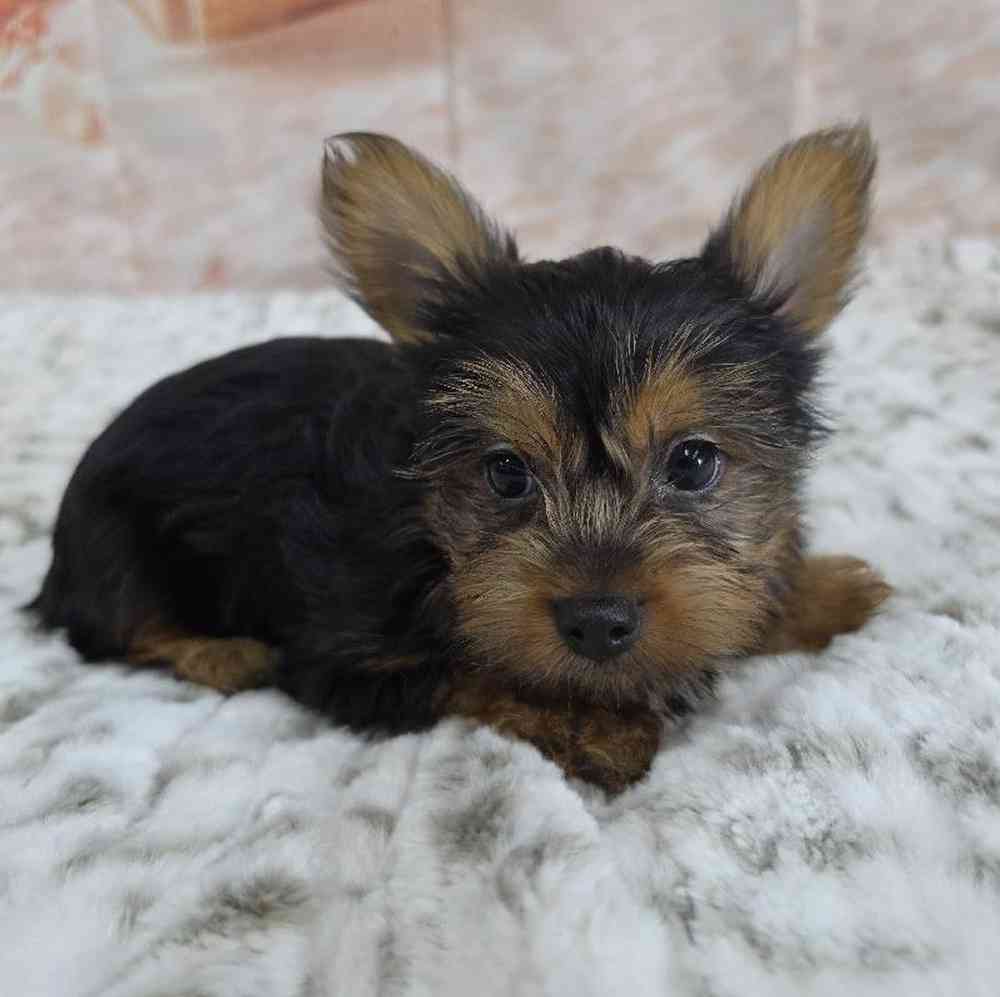 Male Yorkie Puppy for Sale in Virginia Beach, VA