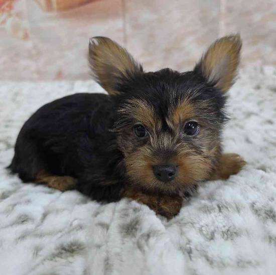 Yorkie
