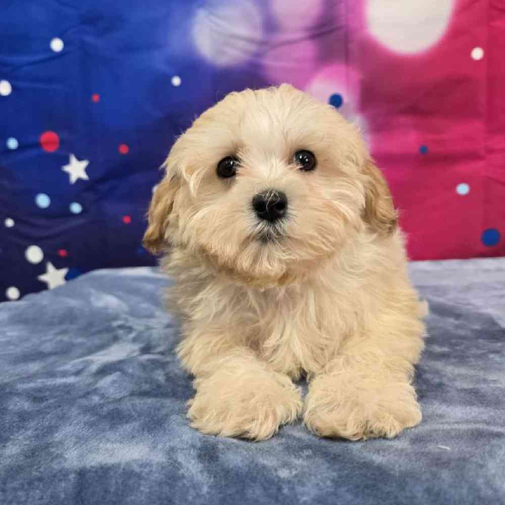 Male Maltipoo Puppy for Sale in Virginia Beach, VA