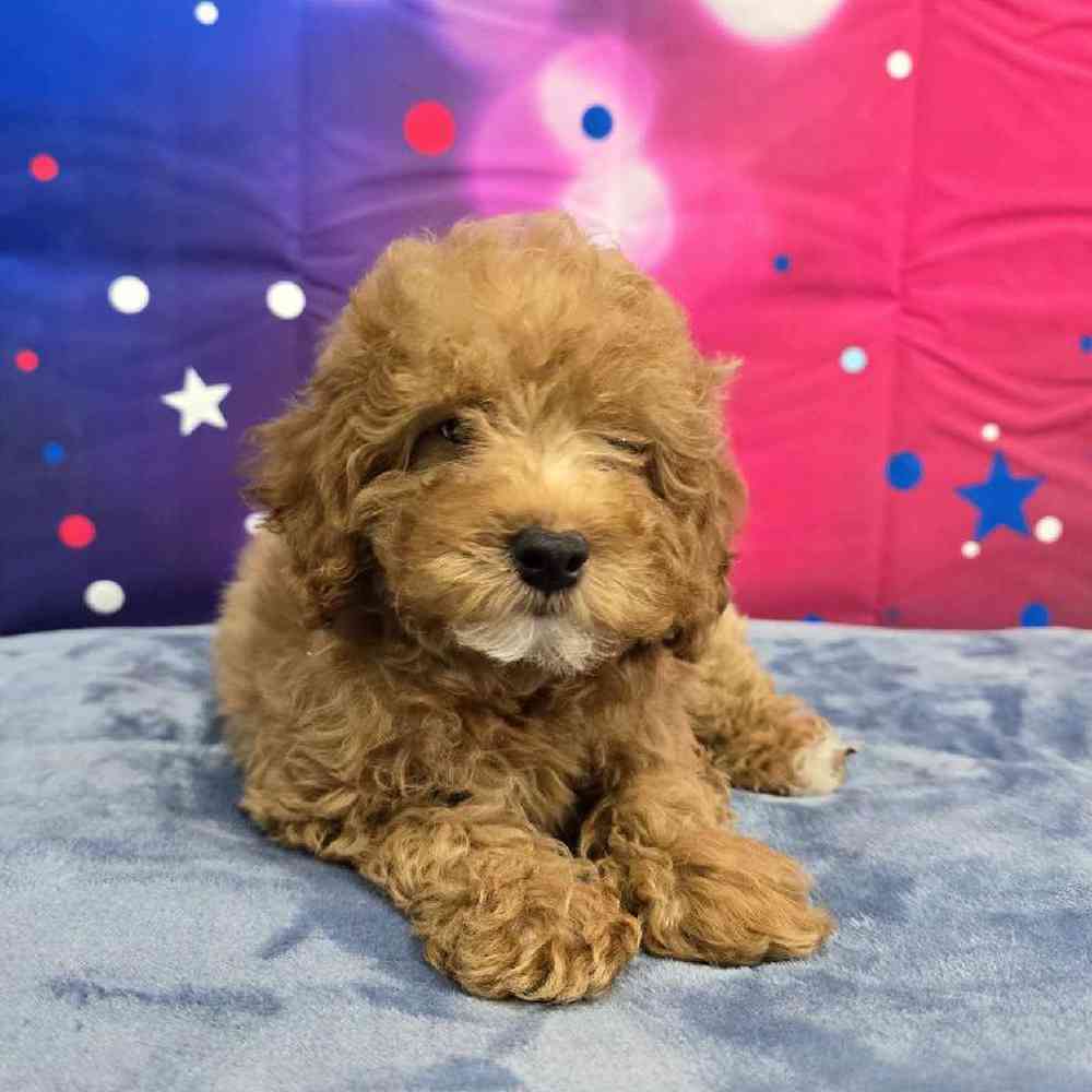 Female Mini Poodle Puppy for Sale in Virginia Beach, VA