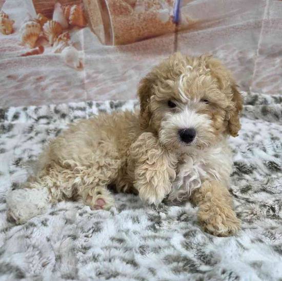 Mini Goldendoodle