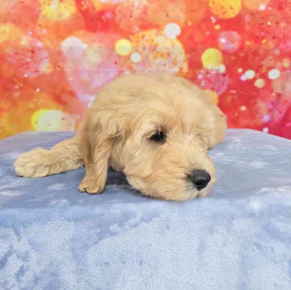 Male Moyen Poodle-Golden Retriever Puppy for Sale in Virginia Beach, VA