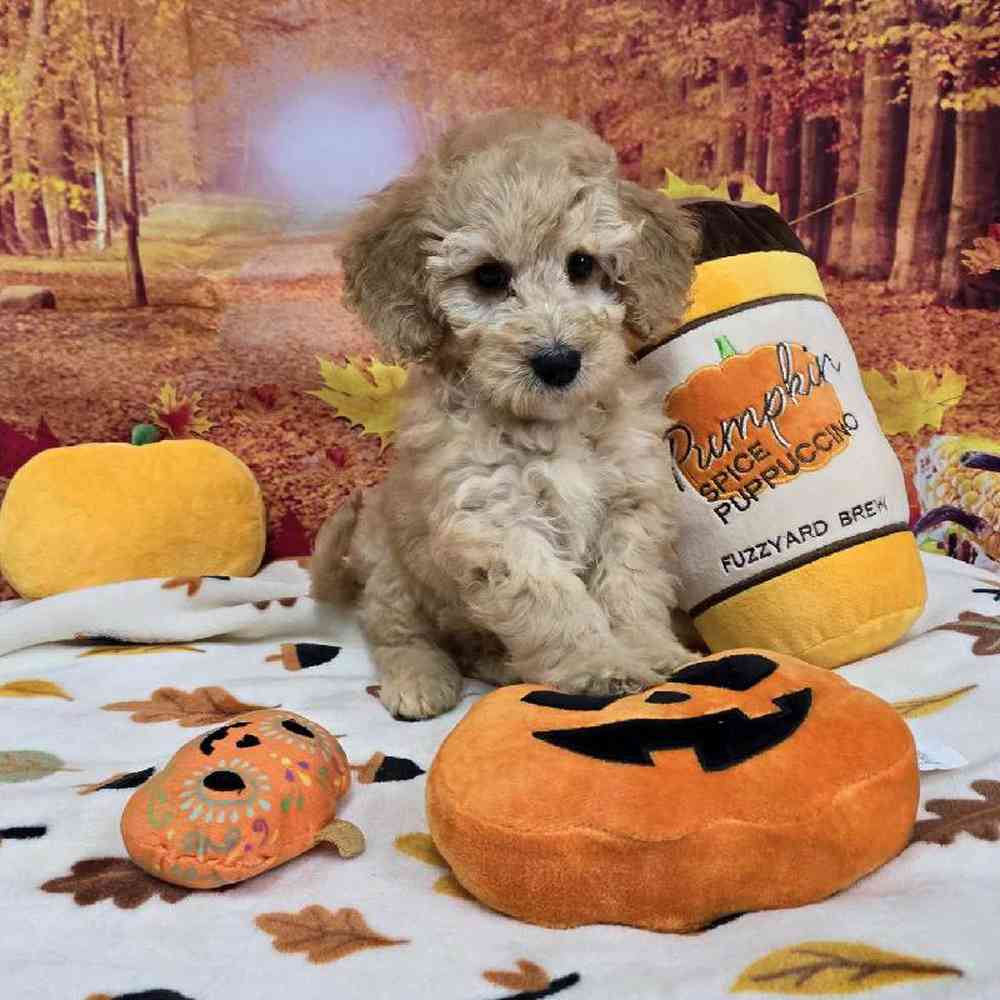 Male Mini Goldendoodle Puppy for Sale in Virginia Beach, VA