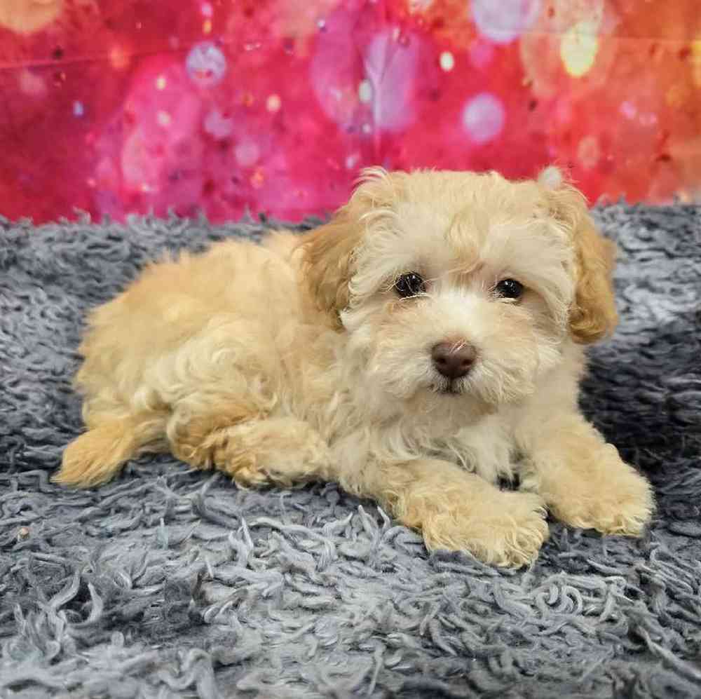 Male Havapoo Puppy for Sale in Virginia Beach, VA
