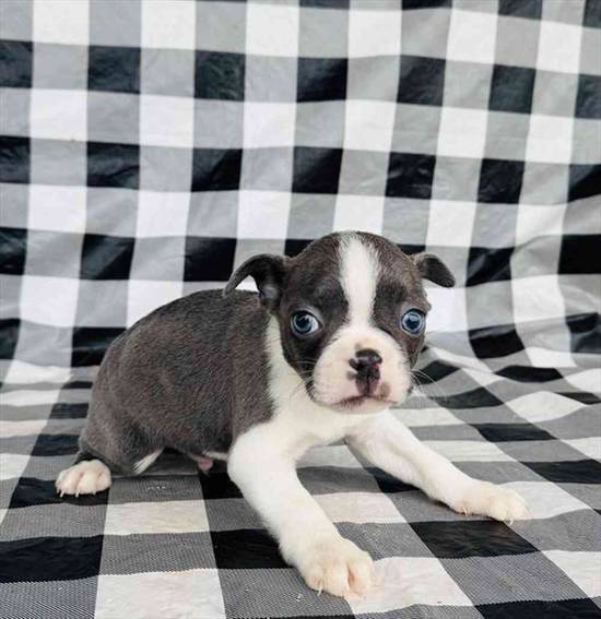 Boston Terrier