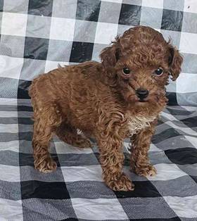 Poodle Toy