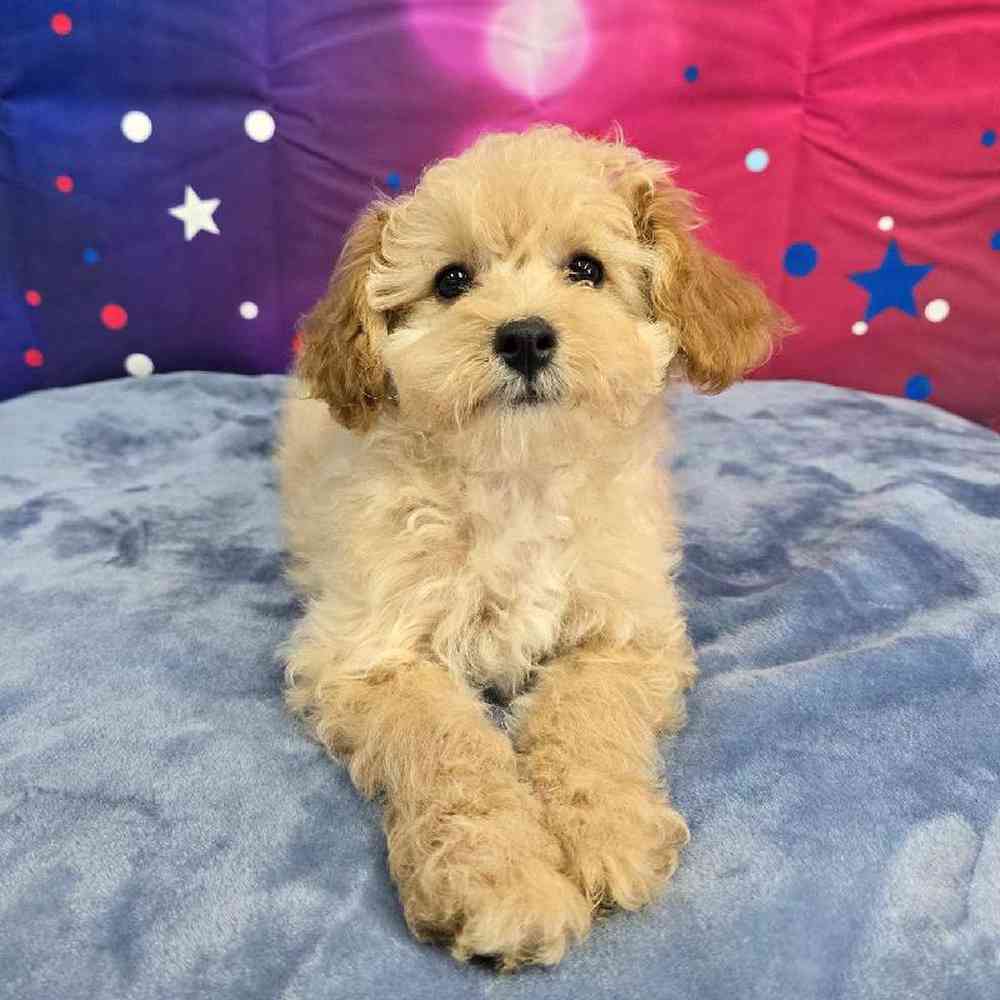 Male Poodle Puppy for Sale in Virginia Beach, VA