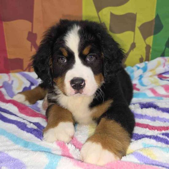 Bernese Mountain Dog