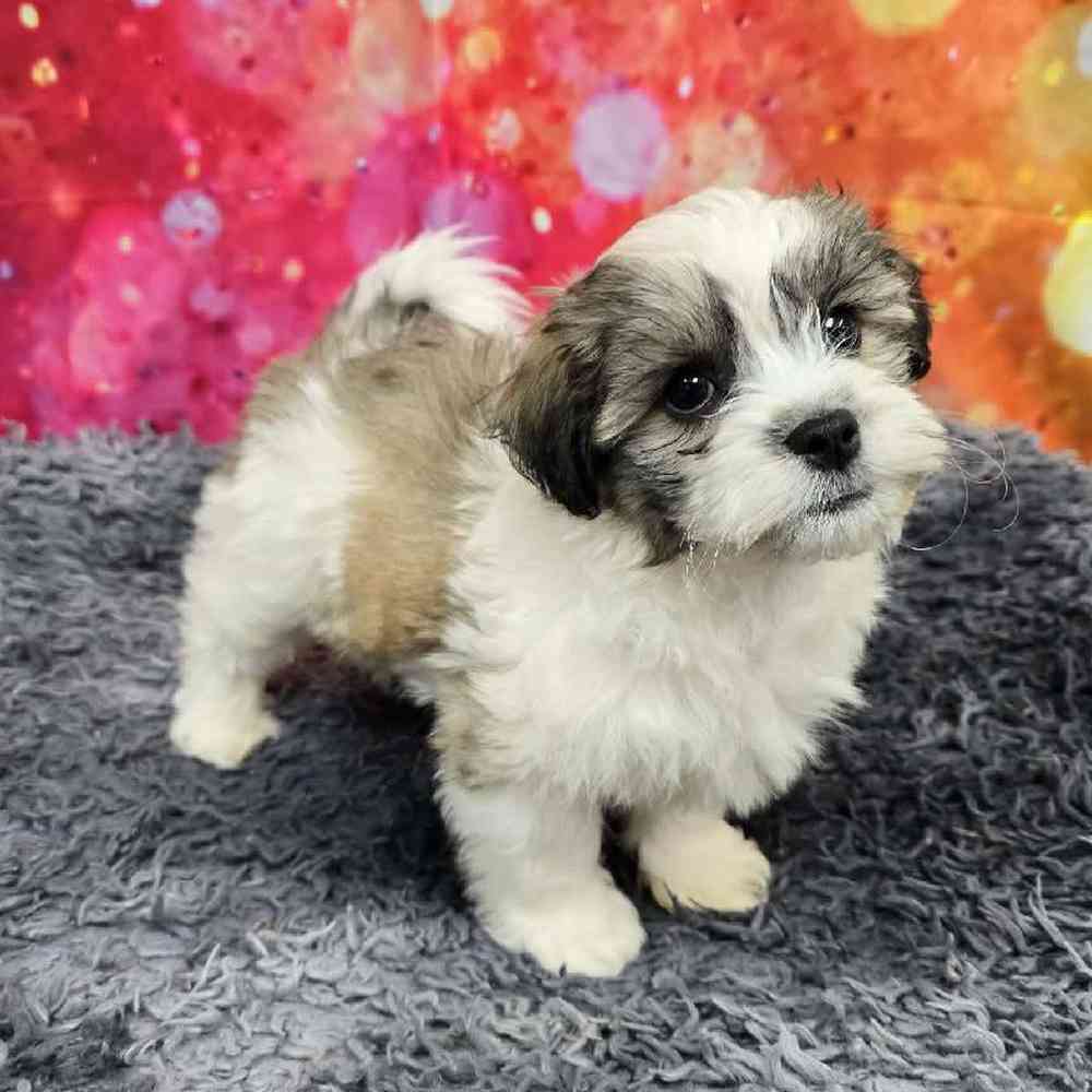 Male Teddy Bear Puppy for Sale in Virginia Beach, VA