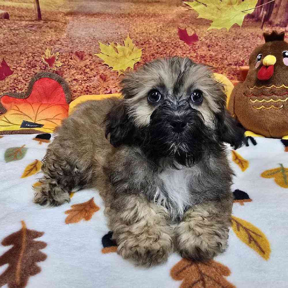 Male Shipoo Puppy for Sale in Virginia Beach, VA