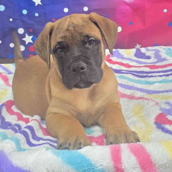 Bullmastiff