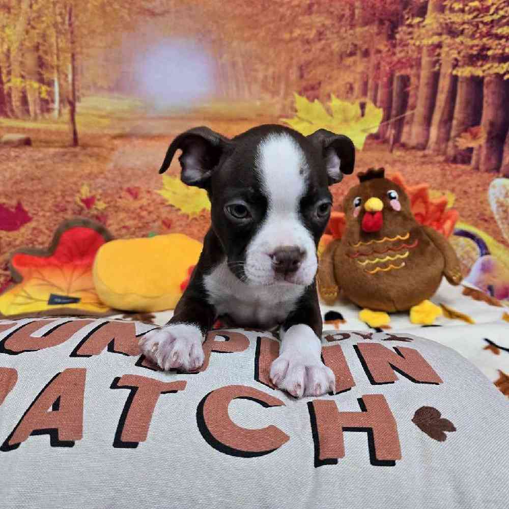 Male Boston Terrier Puppy for Sale in Virginia Beach, VA