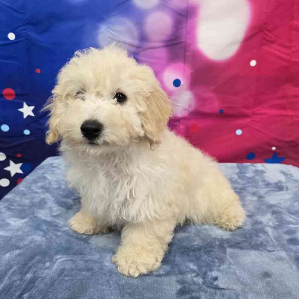 Male Bichonpoo Puppy for Sale in Virginia Beach, VA