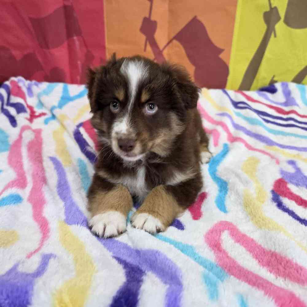 Male Australian Shepherd Puppy for Sale in Virginia Beach, VA