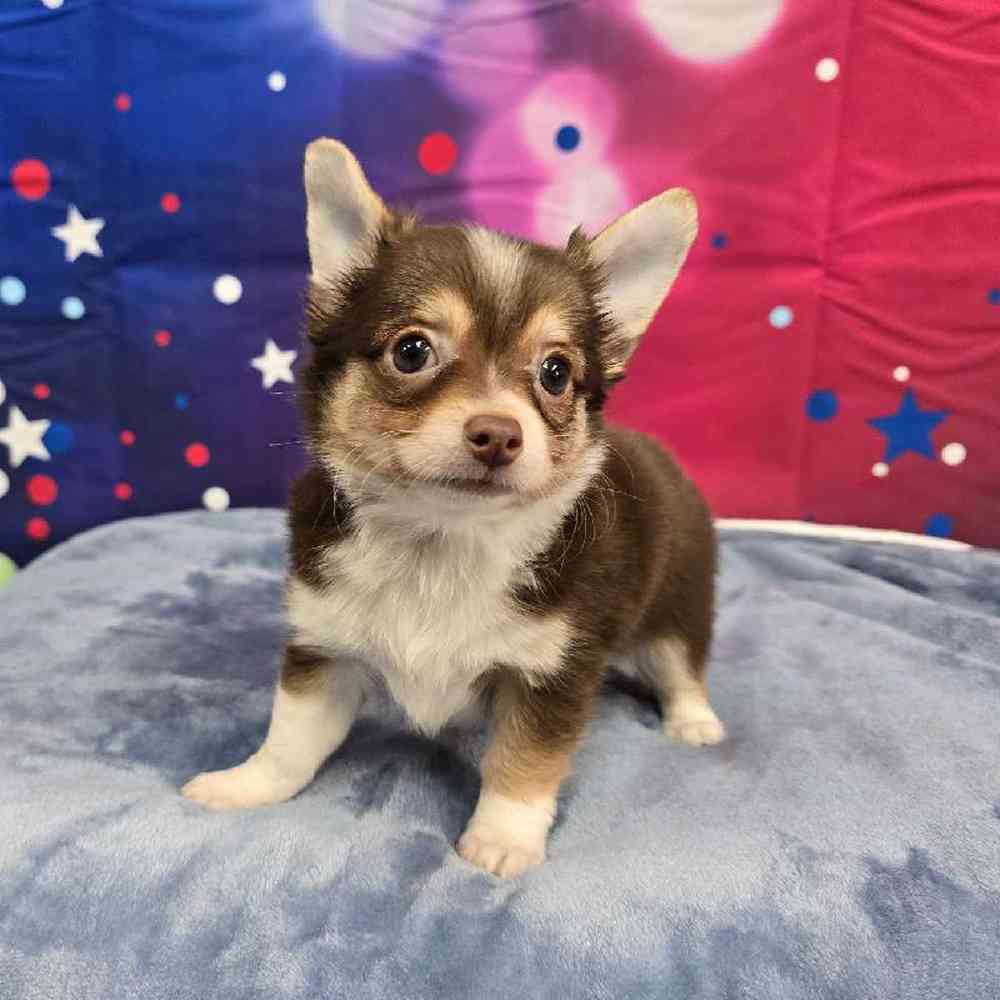 Male Chihuahua Puppy for Sale in Virginia Beach, VA