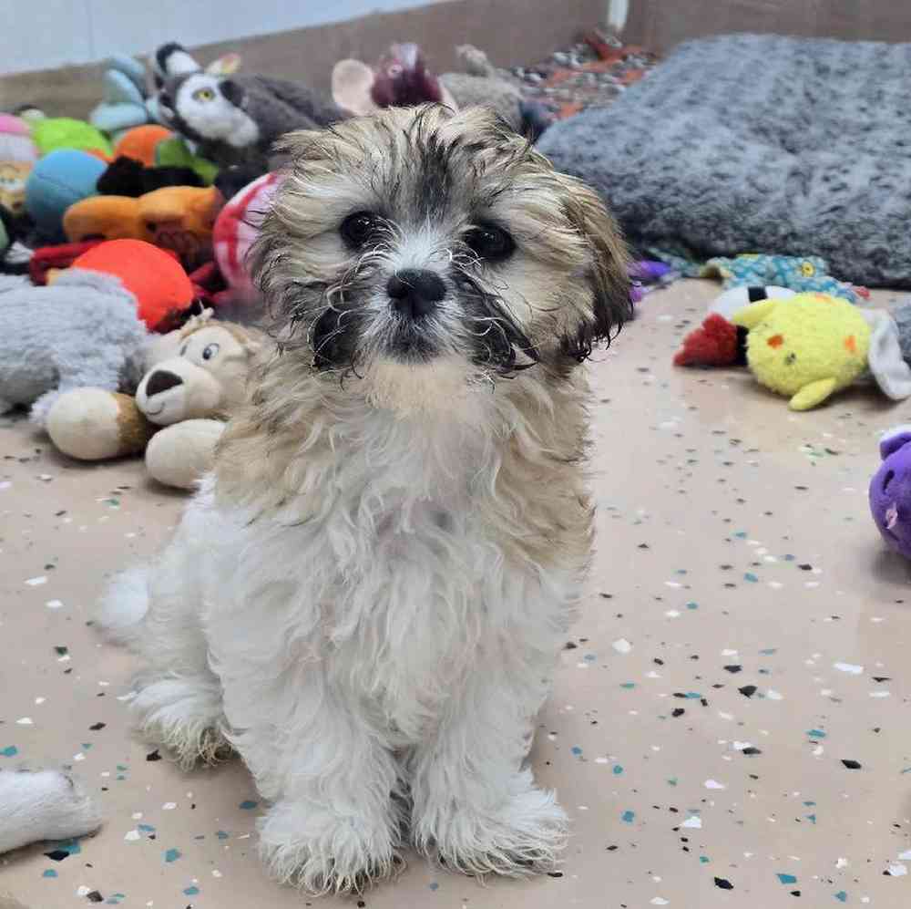 Female Teddy Bear Puppy for Sale in Virginia Beach, VA