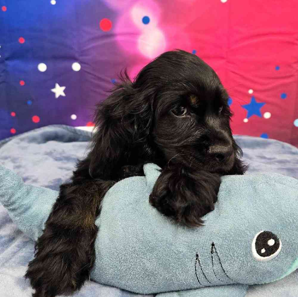 Male Cocker Spaniel Puppy for Sale in Virginia Beach, VA