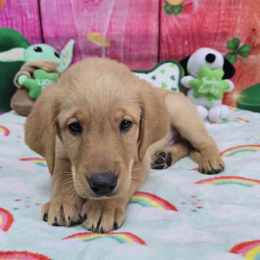 Male Golden Lab Puppy for Sale in Virginia Beach, VA