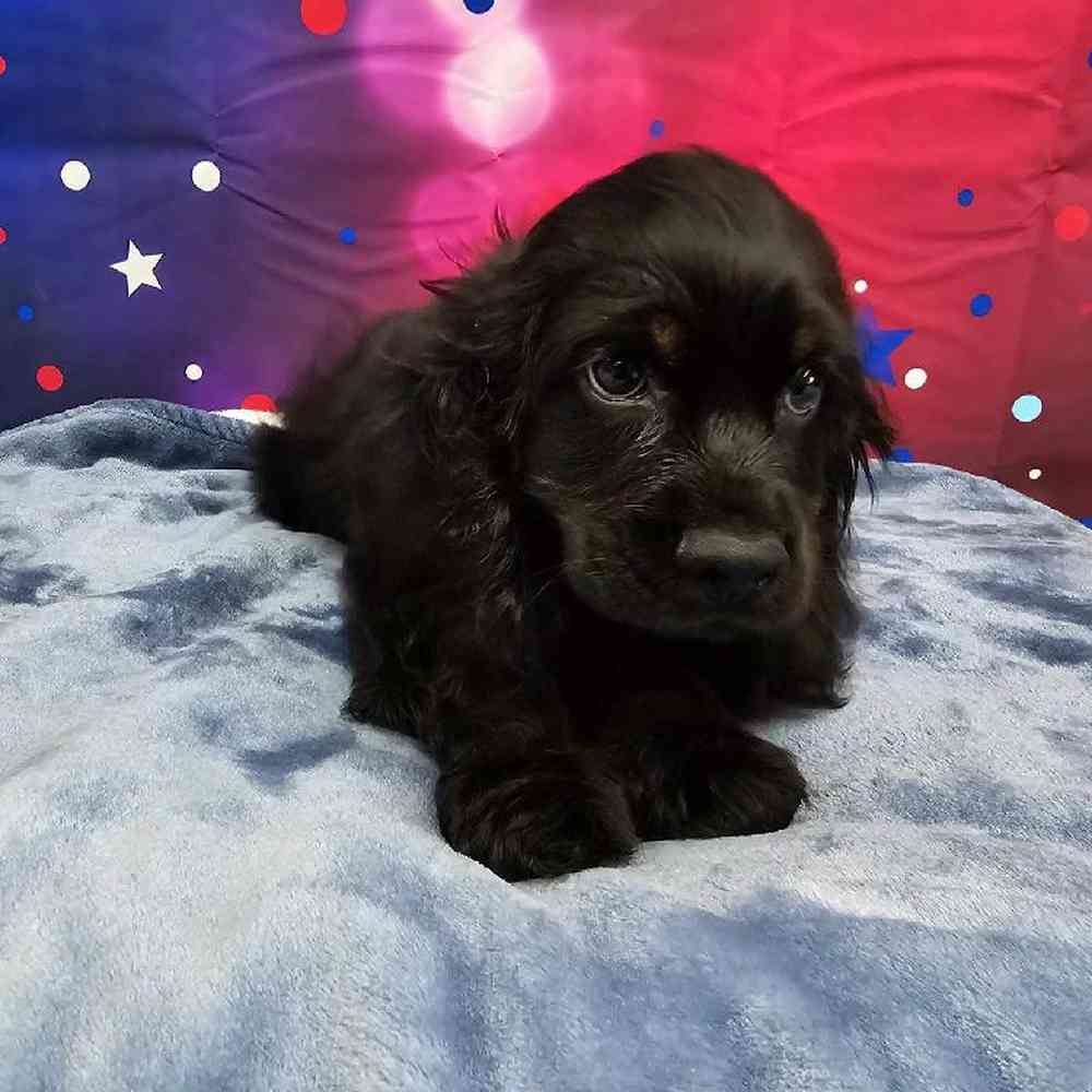 Male Cocker Spaniel Puppy for Sale in Virginia Beach, VA