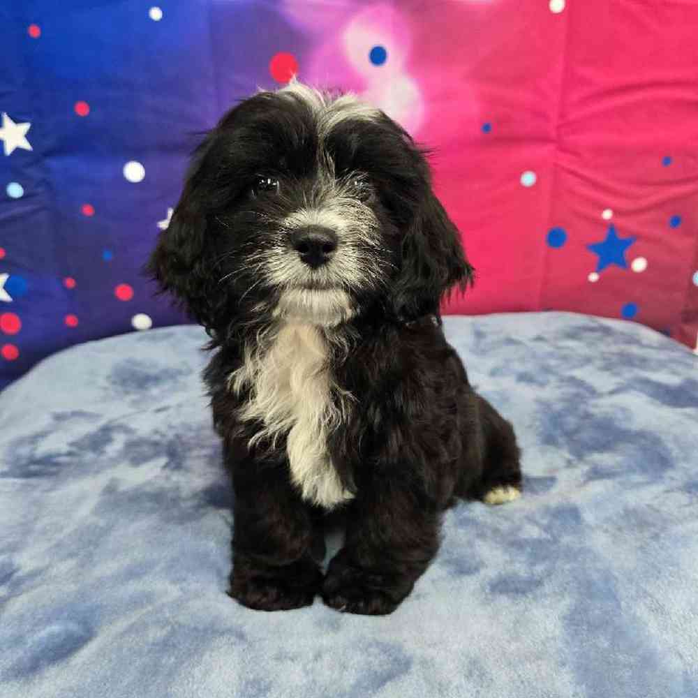 Female Shipoo Puppy for Sale in Virginia Beach, VA